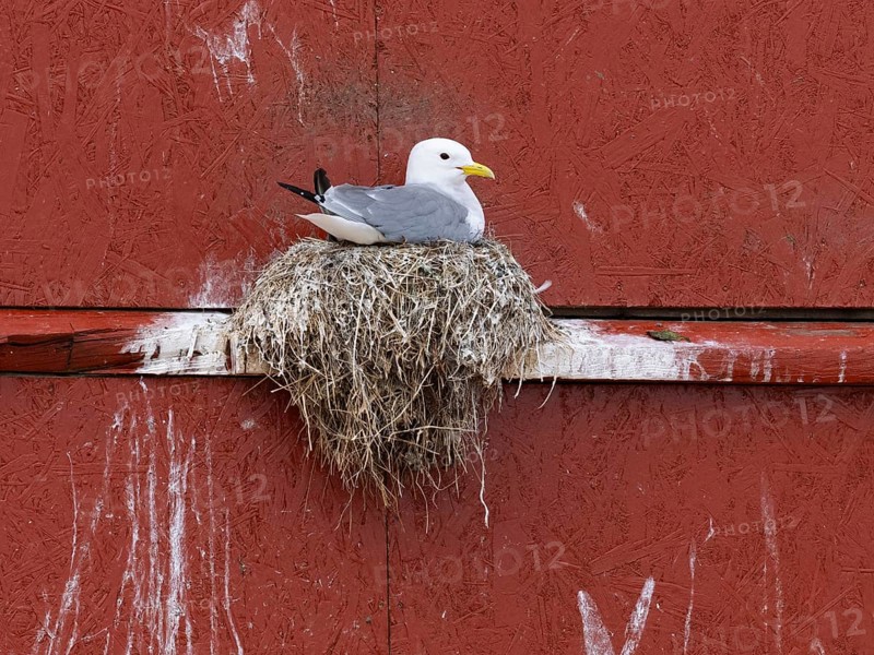 Black-legged kittiwake (Rissa tridactyla), breeding bird on nest, built on fishing harbour building, May, Varanger Fjord, Norway, Europe