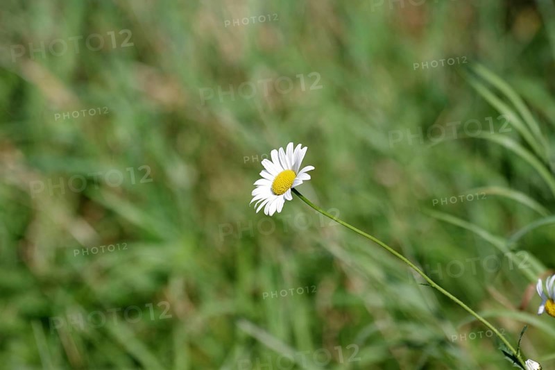 Marguerites (Leucanthemum), Flower, Blossom, The blossom of a single daisy against a green background