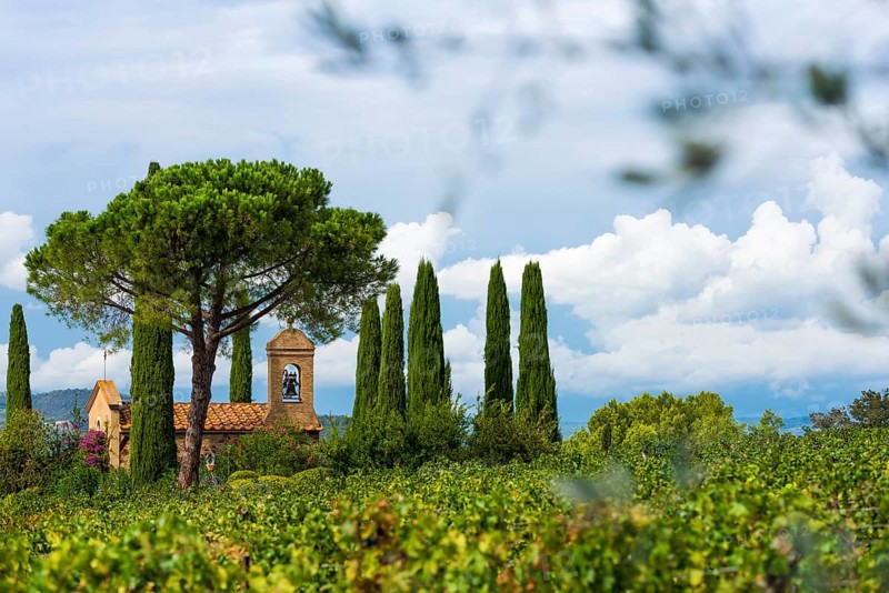 Vine, viticulture, agriculture, agribusiness, winegrower, wine, red wine, plantation, Suvereto, Tuscany, Italy, Europe
