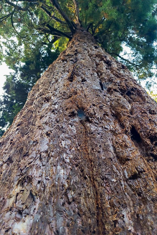 Sequoia (Sequoioideae), tree trunk, bark, nature, tree, plant, old, Piesberg, Osnabrück, Germany, Europe