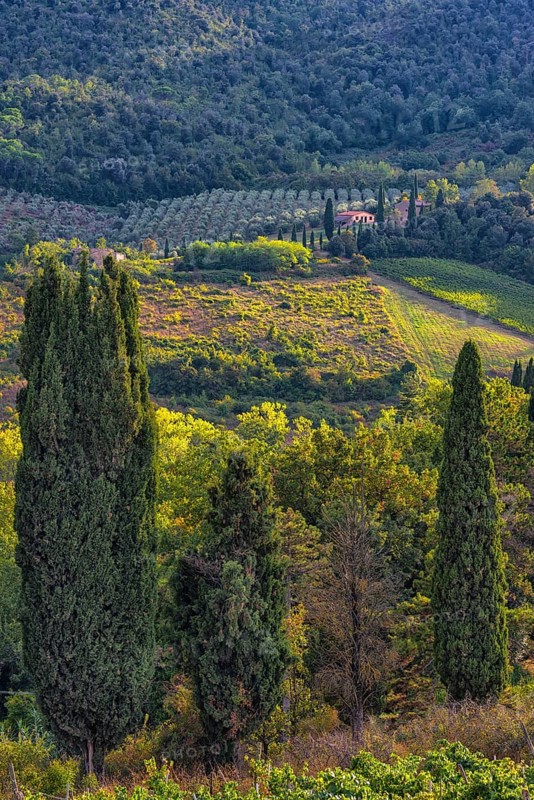 Hilly landscape, cypress (Cupressus), olive, olive tree (Olea europaea), sunlight, evening sun, light mood, San Gimignano, tourism, Tuscany, Italy, Europe