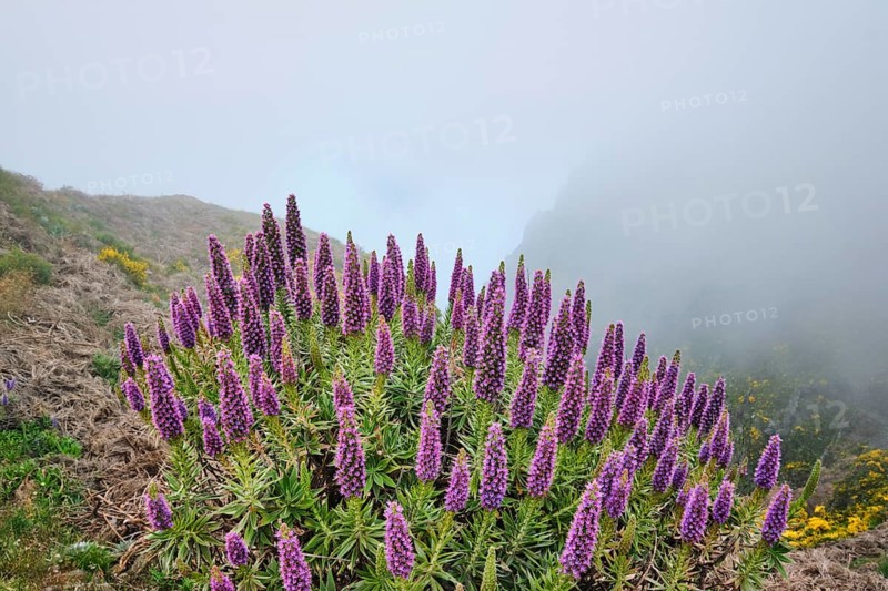 View near Pico do Arieiro of mountains in clouds with Pride of Madeira flowers and blooming Cytisus shrubs. Madeira island, Portugal, Europe