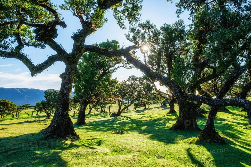 Centuries-old til trees in fantastic magical idyllic Fanal Laurisilva forest on sunset. Madeira island, Portugal, Europe