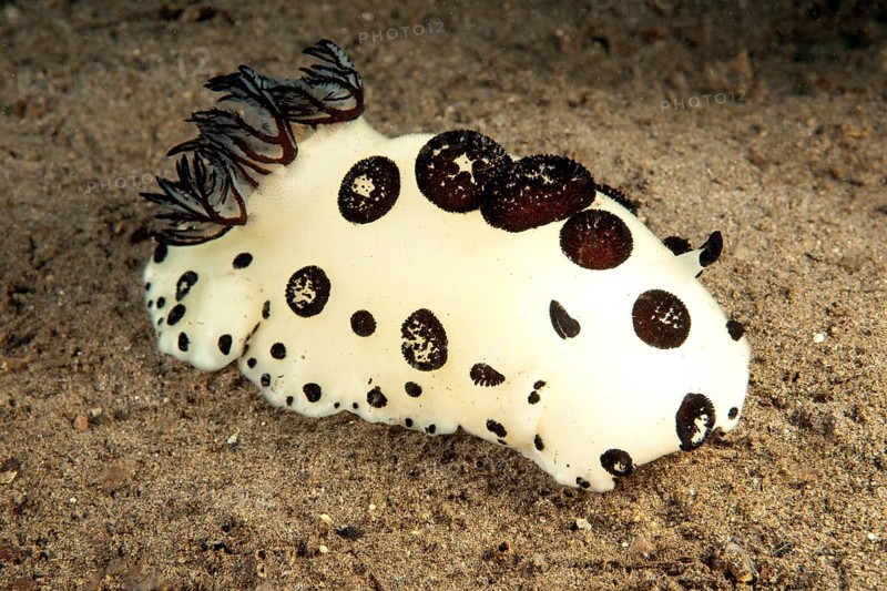 Mourning star snail (Jorunna funebris) crawls over seabed sand, Pacific, Indo-Pacific, Philippine Sea, Dauin, Dumaguete, Negros Oriental, Negros, Visayas, Philippines, Asia