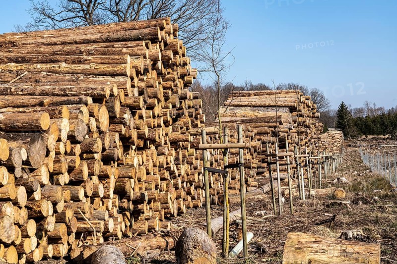 Cleared forest area north of the village of Hirschberg, Soest district, dead spruce stands were felled, wood pile, reforested area, dead trees due to bark beetle infestation, Arnsberg Forest, North Rhine-Westphalia, Germany, Europe