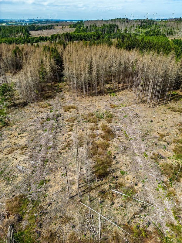 Cleared forest in the Eggegebirge, near Lichtenau, Paderborn district, site of a spruce forest that had died due to heavy bark beetle infestation and was felled, in the background there are still dead spruce trees, North Rhine-Westphalia, Germany, Europe
