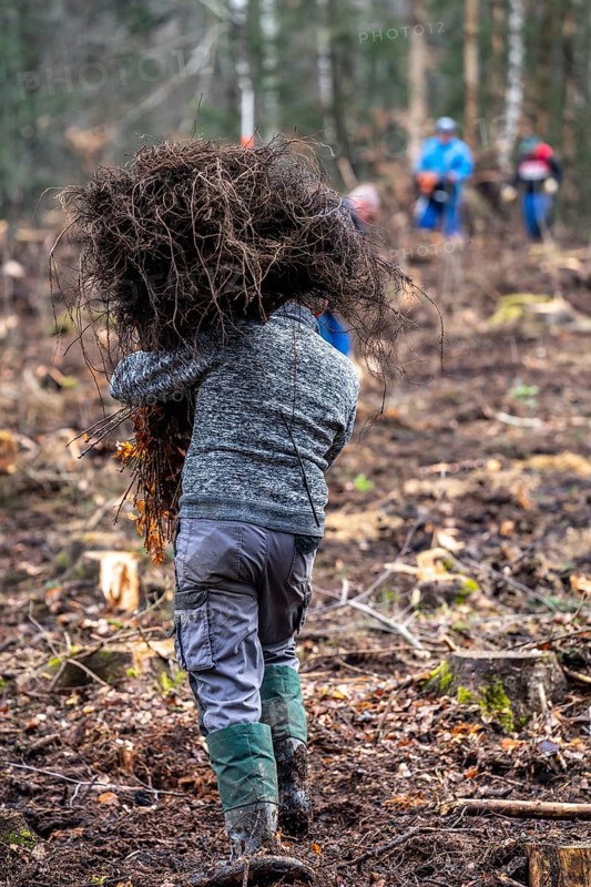 Reforestation in the Arnsberg forest near Rüthen-Nettelstädt, district of Soest, forestry workers distribute young oak trees, 2 years old, to previously drilled holes to plant them, on the site of a spruce forest that had died due to heavy bark beetle infestation and was felled, North Rhine-Westphalia, Germany, Europe
