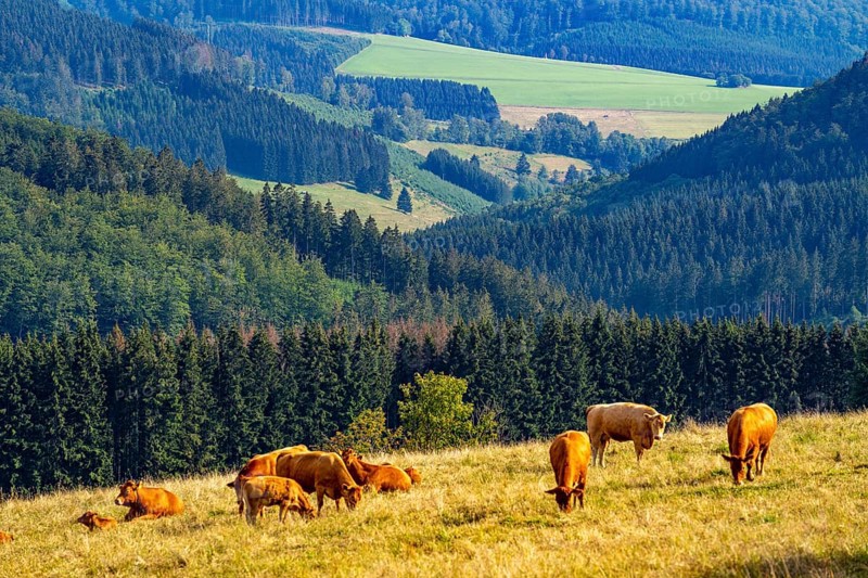 Landscape in the Rothaargebirge, Sauerland, near Langewiese, cattle on a pasture, view to the south-east, North Rhine-Westphalia, Germany, Europe
