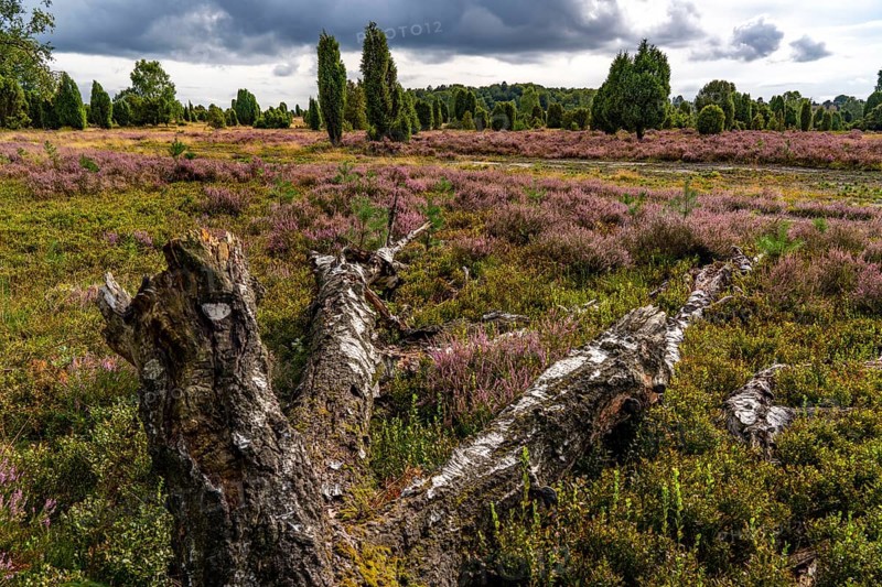 Flowering heath, broom heather and juniper bushes, near Wilseder Berg, near the village of Wilsede, in the Lüneburg Heath nature reserve, Lower Saxony, Germany, Europe