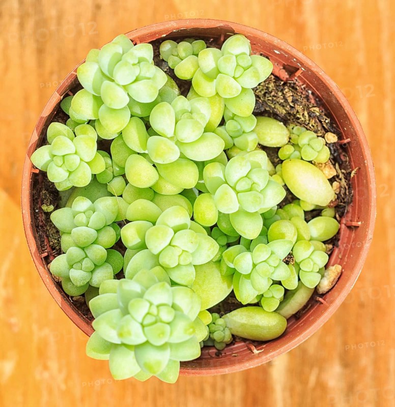 Beautiful little plant, succulent in a small flower pot. on the wooden background