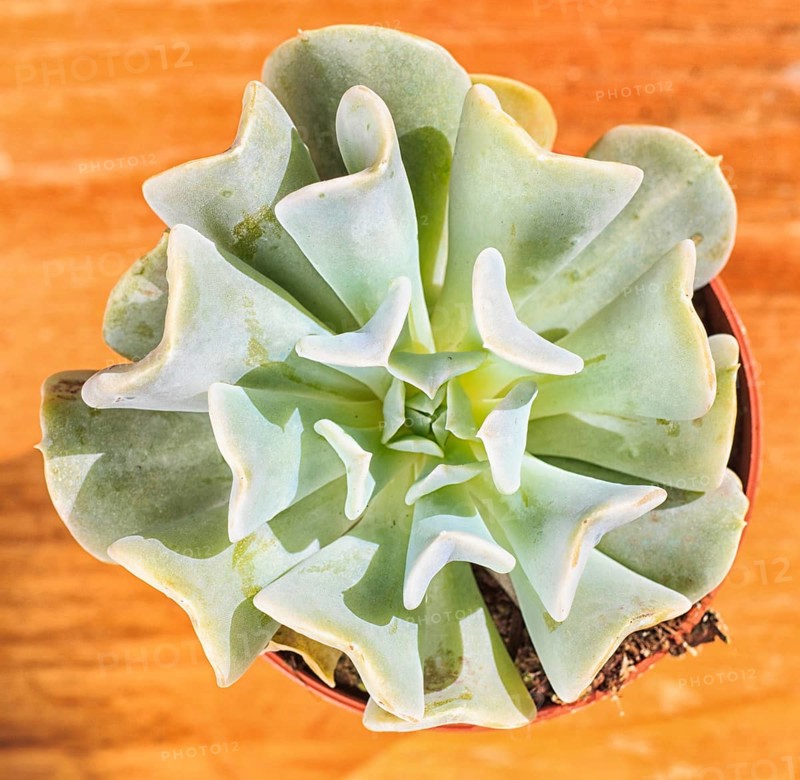 Beautiful little plant, succulent in a small flower pot. on the wooden background
