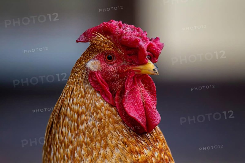 Close-up of a cockerel