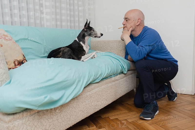 A bald man on his knees with a cookie between his teeth trains his greyhound dog sitting on the sofa at home
