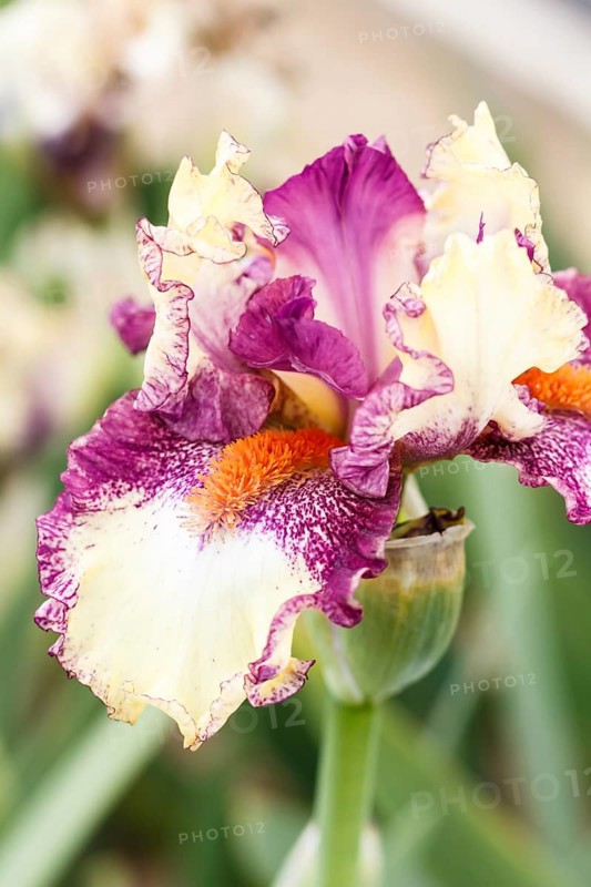 Beautiful multicolored iris flower bloom in the garden. Close up, fragility and summer concept
