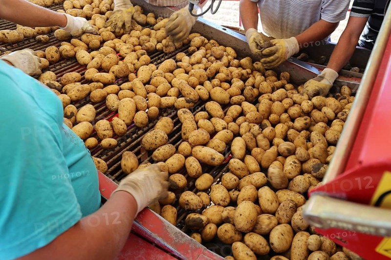 Agriculture potato harvesting with harvester (Mutterstadt, Rhineland-Palatinate)