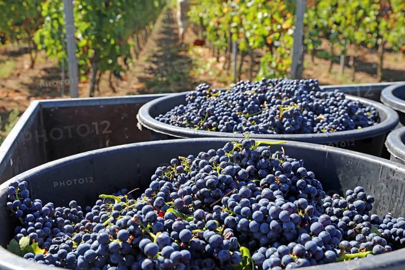 Grape grape harvest: Hand-picking Pinot Noir grapes in a vineyard in the Palatinate