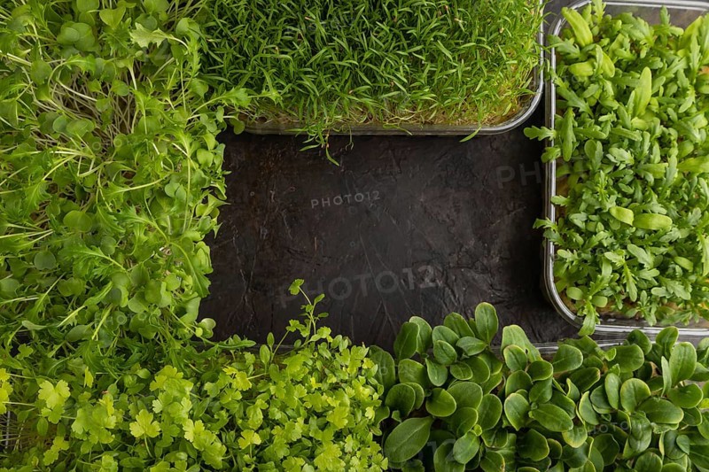 Set of boxes with microgreen sprouts of spinach, carrot, chrysanthemum, borage, mizuna cabbage on black concrete background. Top view, flat lay, copy space, frame form
