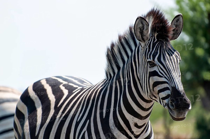 Plains zebra (Equus quagga), wild, free living, safari, ungulate, animal, black and white, stripes, striped, pattern, individual, national park, Namibia, Africa