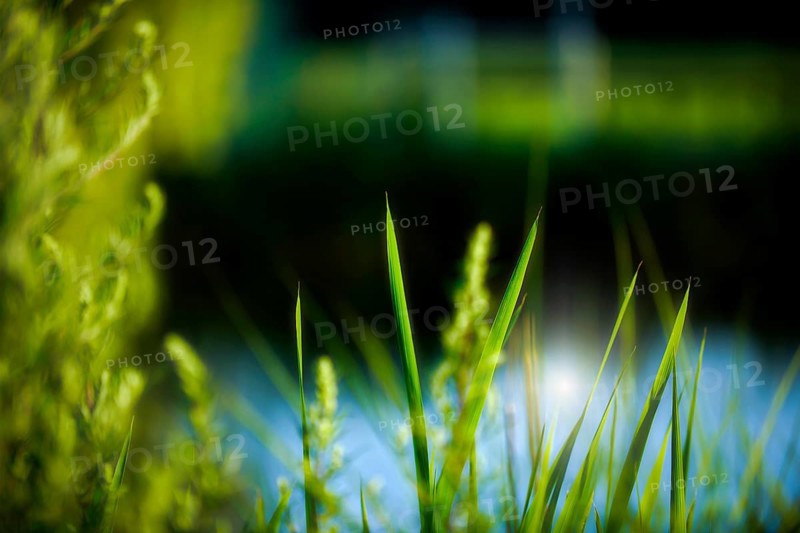 Grasses backlit, texture, nature, abstract, green, mood, emotion, natural, clear, clean, water, grass, reed, bank, blue, colour mood, cool, fresh, ecological, organic, biology, blurred, depth, plastic, sunny, morning mood