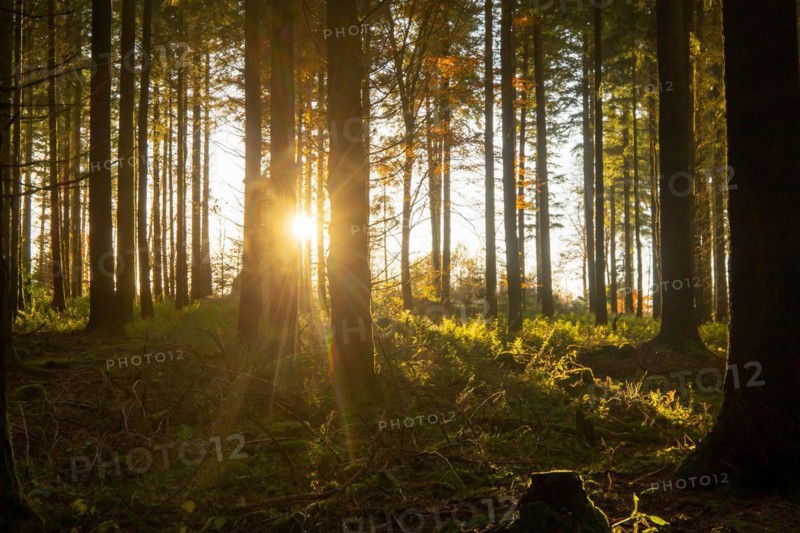 Beautiful fir forest with low sun