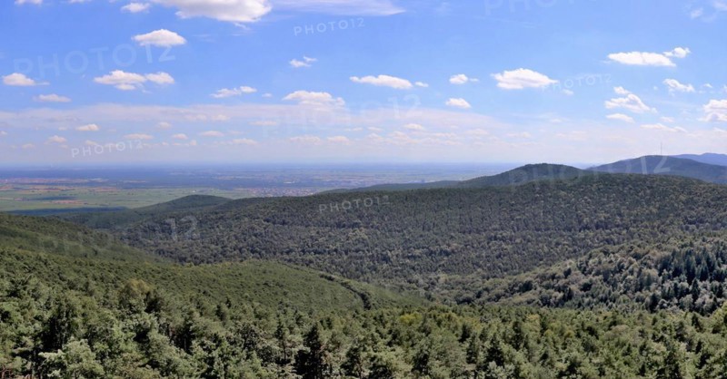 View from the Eckkopf tower near Bad Dürkheim over the Palatinate Forest
