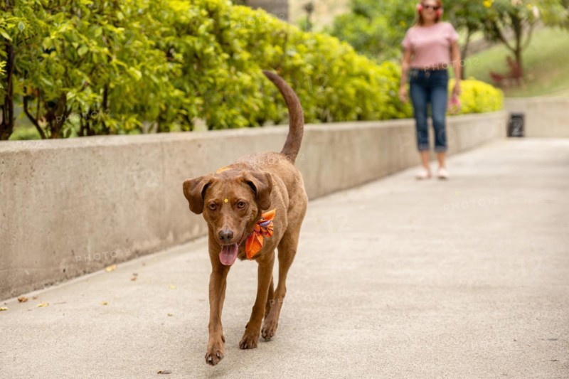 A medium-sized brown dog with a bindi on its forehead and a colorful bandana around its neck walks on the sidewalk, accompanied by its owner in the blurred background