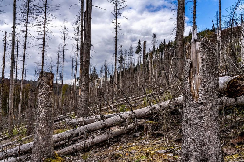 Dead spruce trees, broken by wind, lying in disarray, forest dieback in the Arnsberg Forest nature park Park, over 70 per cent of the spruce trees are diseased, damaged, mostly by the bark beetle, which was able to spread due to drought and heat, climate change, near Hirschberg, North Rhine-Westphalia, Germany, Europe
