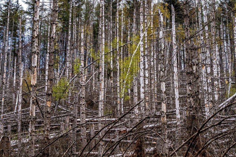Dead spruce trees, broken by wind, lying in disarray, forest dieback in the Arnsberg Forest nature park Park, over 70 per cent of the spruce trees are diseased, damaged, mostly by the bark beetle, which was able to spread due to drought and heat, climate change, near Hirschberg, North Rhine-Westphalia, Germany, Europe