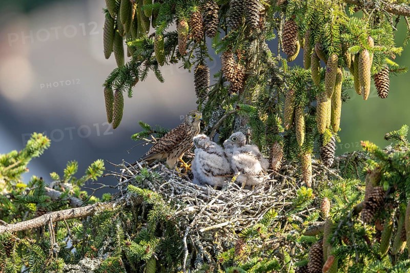 Common kestrel (Falco tinnunculus), female adult bird with young birds not yet ready to fly in the nest, Rhineland-Palatinate, Germany, Europe
