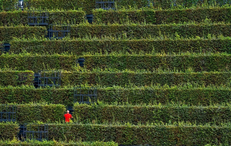 Green façade, made of over 30, 000 hornbeams forming a hedge a good 8 kilometres long, on the roof and façade of the Kö-Bogen-2 building, technician, gardener working on the façade, largest green façade in Europe, Düsseldorf North Rhine-Westphalia, Germany, Europe