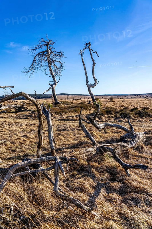 Noir Flohay ghost forest, remnants of a forest fire from 2011 in the High Fens, high moor, in the Eifel and Ardennes region, High Fens-Eifel nature park Park, north-east of Baraque Michel, Belgium, Wallonia, Europe