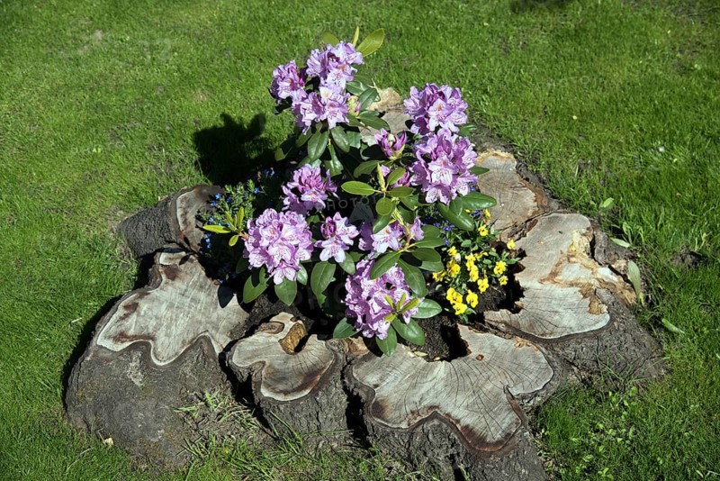 Flowers, Rhododendron in old tree stump, Catawbiense Grandiflorum, Blossoms, Federal Republic of Germany