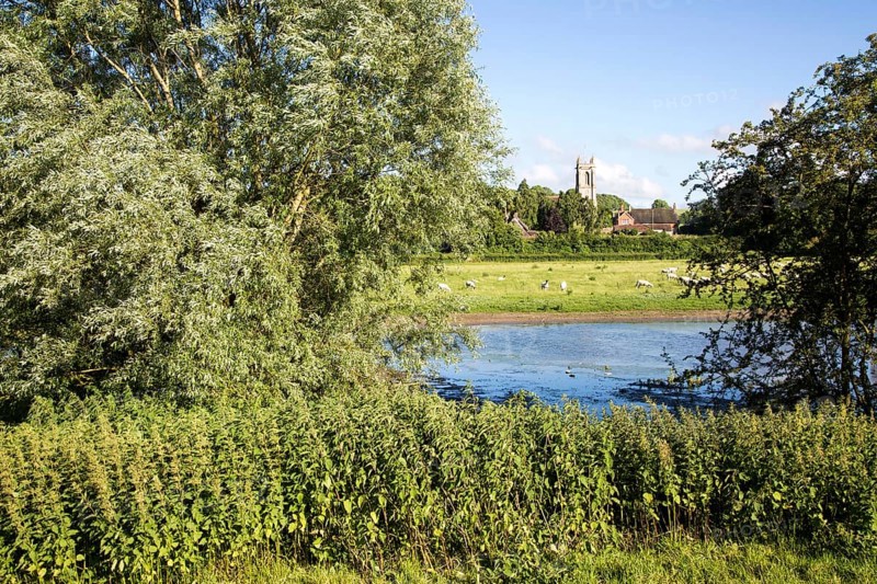 Sheep grazing in pasture by River Kennet, West Overton, Wiltshire, England, UK