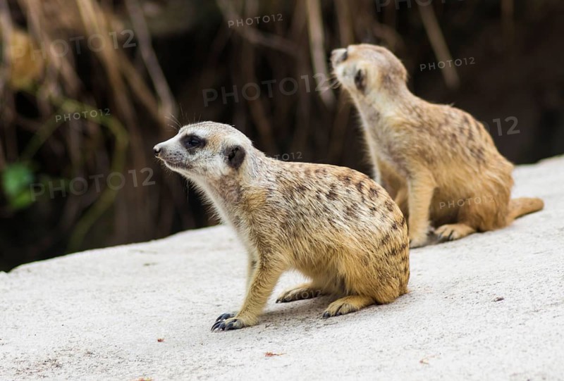 A pair of meerkats in a zoo of Singapore