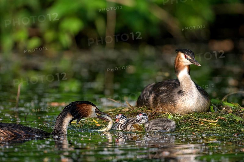 Great Crested Grebe (Podiceps cristatus), pair and young birds at the nest, one adult bird feeding the chicks, Krickenbecker Seen, North Rhine-Westphalia, Germany, Europe