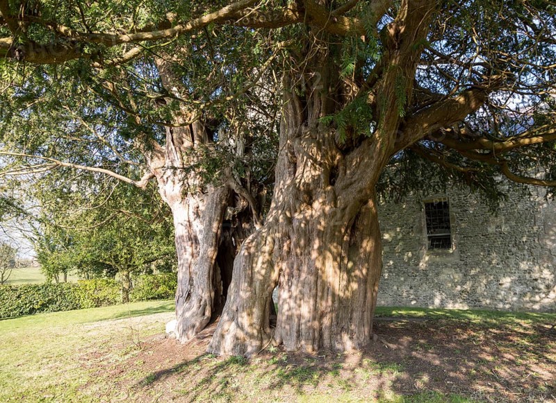 Ancient yew tree dated at 1700 years old All Saints Church, Alton Priors, Wiltshire, England, UK