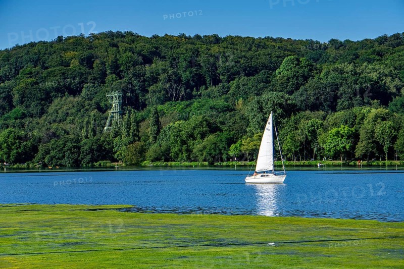 Waterweed, Elodea, an invasive species, green carpet of plants on Lake Baldeney in Essen, the fast-growing aquatic plant proliferates on large parts of the Ruhr reservoir, increased water temperatures accelerate growth, leisure boat traffic is severely impaired, view of the shore of Essen-Heisingen, headframe of the former Carl Funke colliery, Essen, North Rhine-Westphalia, Germany, Europe
