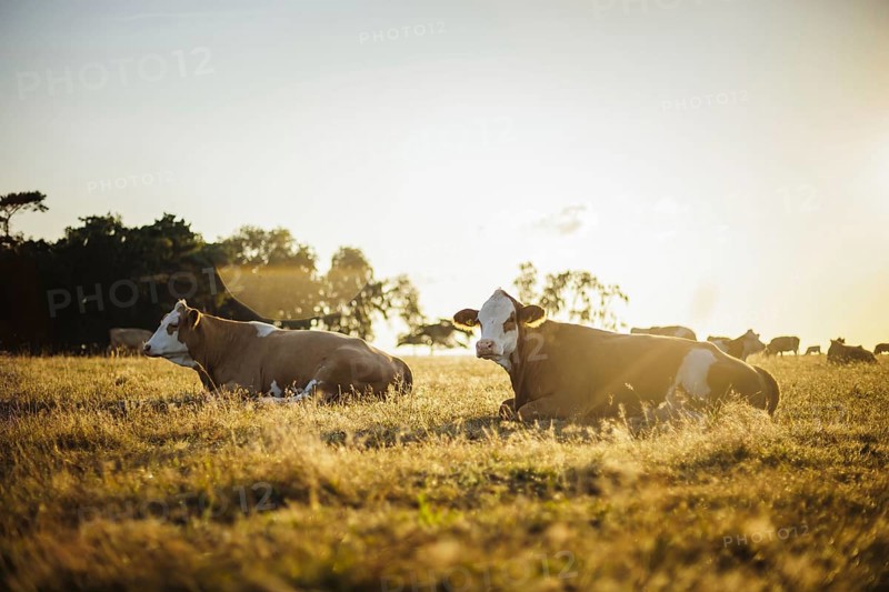 Cows graze in a meadow near Born am Darß shortly after sunrise. Born, 01.08.2024