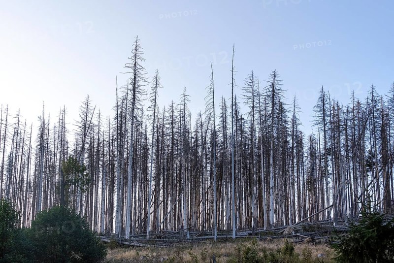 Forest dieback, dead spruces, Ilsetal in the Harz Mountains, Ilsenburg, Saxony-Anhalt, Germany, Europe