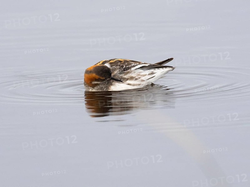 Red-necked phalarope (Phalaropus lobatus), female in summer plumage, preening itself on moorland pool, May, Varanger Fjord, Norway, Europe
