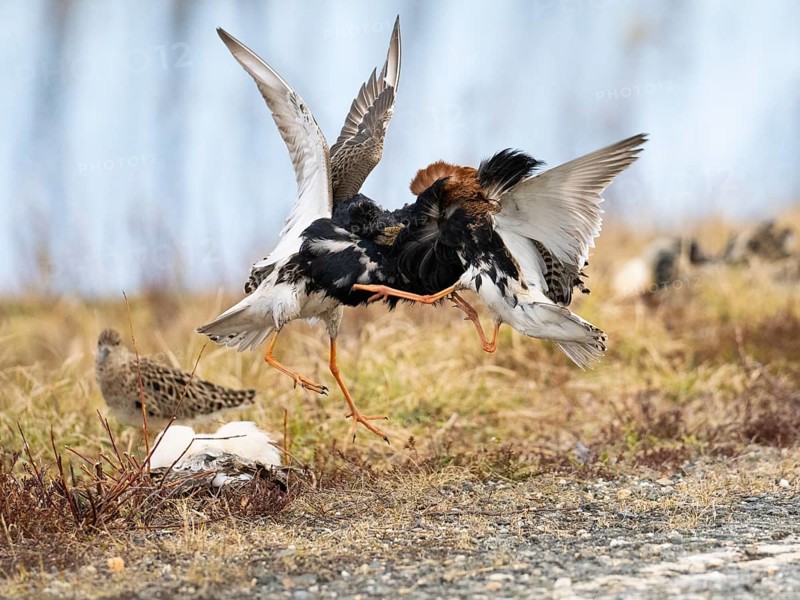 Ruff (Calidris pugnax) two males in breeding plumage at lek, fighting over female, Pokka, Finnish Lapland