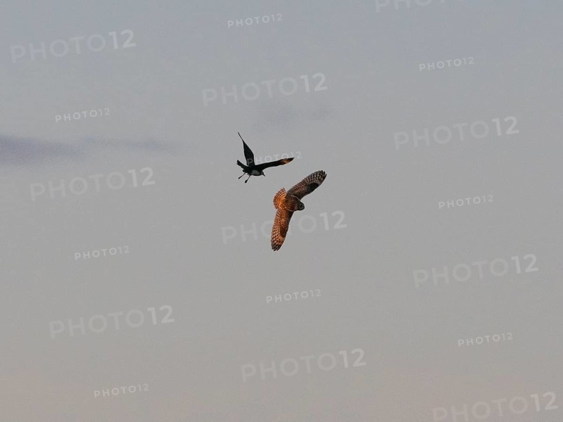 Arctic Skua (Stercorarius parasiticus), breeding bird chasing short-eared Owl, (Asio flammeus), which has entered the air-space over its breeding territory, at midnight, May, Varangerfjord, Norway, Europe