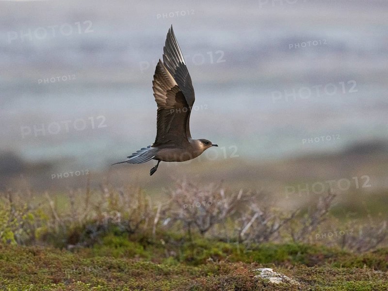 Arctic Skua (Stercorarius parasiticus), dark morph adult in flight over breeding territory in the tundra, late at night, May, Varangerfjord, Norway, Europe