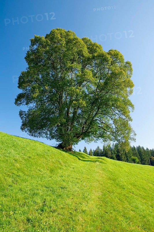 Large lime tree in Oberägeri, Canton Zug, Switzerland, Europe