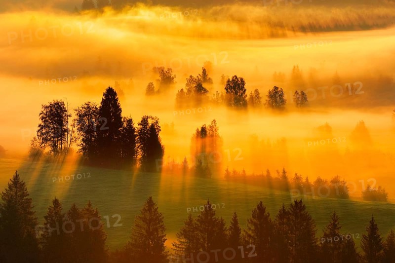 Fog and forest at the Rothenthurm high moor, Canton Schwyz, Switzerland, Europe