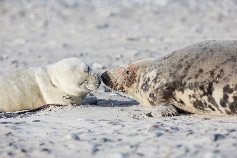 Grey seal baby and mother lying on the beach and sniffing each other, on the island of Düne near Heligoland, Germany, Europe