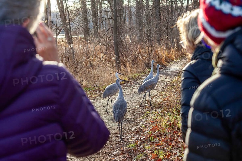 Milford, Michigan, Sandhill cranes (Antigone canadensis) on a hiking trail at Kensington Metropark. The birds at the park have lost much of their fear of people