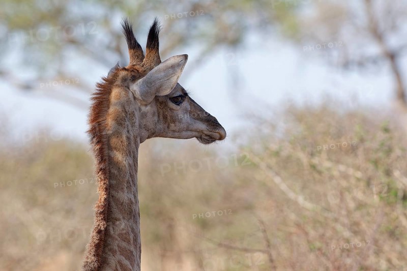 South African giraffe (Giraffa camelopardalis giraffa), young animal, head close-up, profile, Kruger National Park, South Africa, Africa