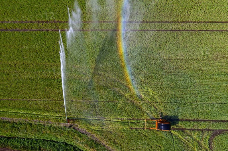 Irrigation of a wheat field on the Lower Rhine, with a mobile irrigation machine, large-area sprinkler, Germany, Europe