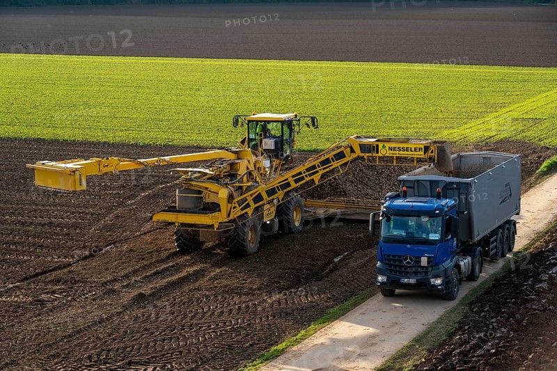 Sugar beet harvest, loading the harvested beet onto a lorry with a self-propelled cleaning loader for sugar beet, Neuss, North Rhine-Westphalia, Germany, Europe